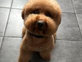 Red toy pudelis ieško draugės - nuotraukos Nr. 3