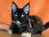 Meino meškėnų katyte Luna - nuotraukos Nr. 10