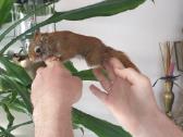 Vovere Red American squirrel - nuotraukos Nr. 3