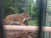 Vovere Red American squirrel - nuotraukos Nr. 4