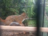 Vovere Red American squirrel - nuotraukos Nr. 5