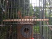 Vovere Red American squirrel - nuotraukos Nr. 6