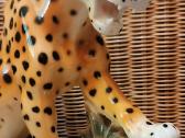 Porcelianinis leopardas - nuotraukos Nr. 8