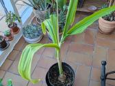 Krinas (crinum) amarilių šeimos, žydi - nuotraukos Nr. 2