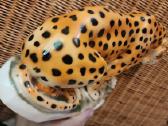 Porcelianinis leopardas - nuotraukos Nr. 10