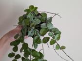 Hoya mathilde - nuotraukos Nr. 2