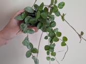 Hoya mathilde - nuotraukos Nr. 3