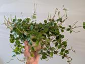 Peperomia angulata - nuotraukos Nr. 2