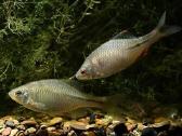 Kartuolės (bitterlingrhodeus sericeus) - nuotraukos Nr. 2