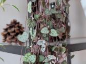 Ceropegia woodii - nuotraukos Nr. 3