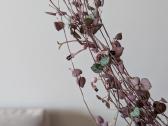 Ceropegia woodii - nuotraukos Nr. 4