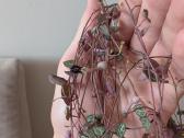 Ceropegia woodii - nuotraukos Nr. 5