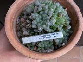Haworthia - nuotraukos Nr. 2