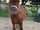 Ponis kastratas - nuotraukos Nr. 3