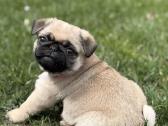 Mopsai su kilmes dokumentais /pug - nuotraukos Nr. 3