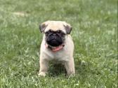 Mopsai su kilmes dokumentais /pug - nuotraukos Nr. 5