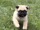 Mopsai su kilmes dokumentais /pug - nuotraukos Nr. 6