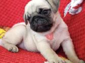 Mopsai su kilmes dokumentais /pug - nuotraukos Nr. 7