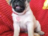 Mopsai su kilmes dokumentais /pug - nuotraukos Nr. 8