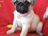 Mopsai su kilmes dokumentais /pug - nuotraukos Nr. 9