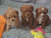 Maltipoo toypudel ir bisones suniukai - nuotraukos Nr. 2