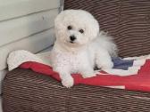 Maltipoo toypudel ir bisones suniukai - nuotraukos Nr. 3