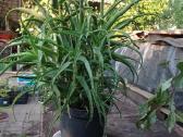 Parduodu pinavijas krapines, alijošių, bijūnus - nuotraukos Nr. 3