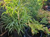 Parduodu pinavijas krapines, alijošių, bijūnus - nuotraukos Nr. 12
