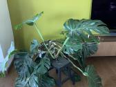 Monstera deliciosa - nuotraukos Nr. 2