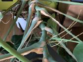 Monstera deliciosa - nuotraukos Nr. 3