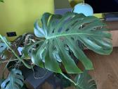 Monstera deliciosa - nuotraukos Nr. 4