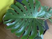 Monstera deliciosa - nuotraukos Nr. 5