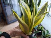 Sansevieria ghost - nuotraukos Nr. 2