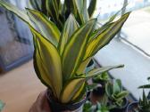 Sansevieria ghost - nuotraukos Nr. 3