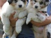 Aussi blue merle mergaite - nuotraukos Nr. 2