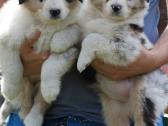 Aussi blue merle mergaite - nuotraukos Nr. 3