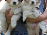 Aussi blue merle mergaite - nuotraukos Nr. 4