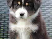 Aussi black tricolor 2 mergaites - nuotraukos Nr. 8