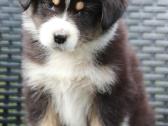 Aussi black tricolor 2 mergaites - nuotraukos Nr. 7