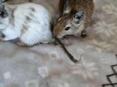 Parduodam degu su narve - nuotraukos Nr. 2