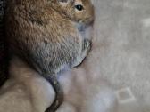 Parduodam degu su narve - nuotraukos Nr. 3