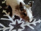 Parduodam degu su narve - nuotraukos Nr. 4