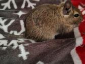 Parduodam degu su narve - nuotraukos Nr. 6