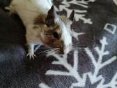 Parduodam degu su narve - nuotraukos Nr. 7
