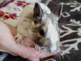 Parduodam degu su narve - nuotraukos Nr. 8
