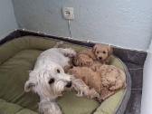 Westiepoo šuniukai - nuotraukos Nr. 8
