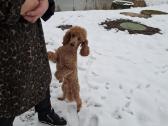 Westiepoo šuniukai - nuotraukos Nr. 9