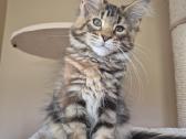 Mainecoon f22 - nuotraukos Nr. 2