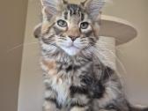 Mainecoon f22 - nuotraukos Nr. 3