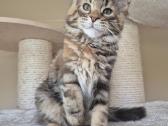 Mainecoon f22 - nuotraukos Nr. 4